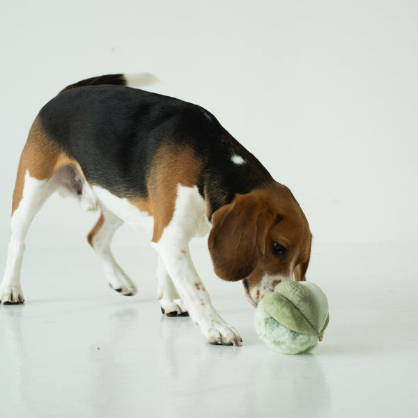 Lambwolf TOTO // ULTRASONIC Snuffle Ball