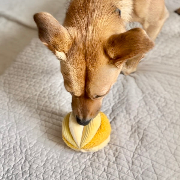 Lambwolf TOTO // ULTRASONIC Snuffle Ball