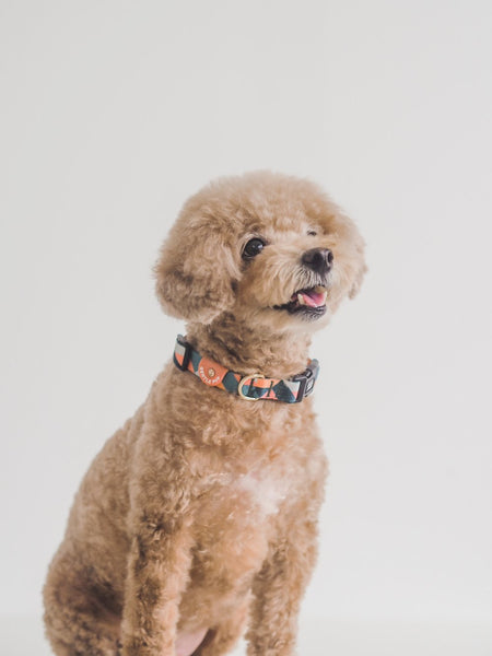 Gentle Pup Collar - Razzle Dazzle