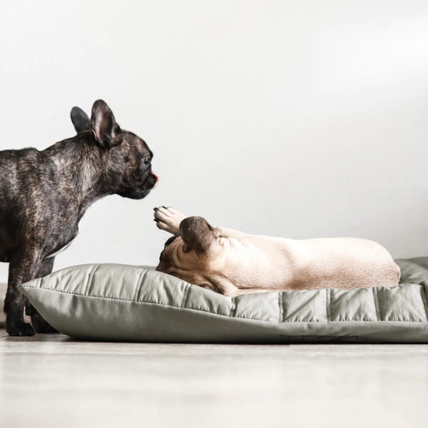 MAATIN // low rise reversible dog bed
