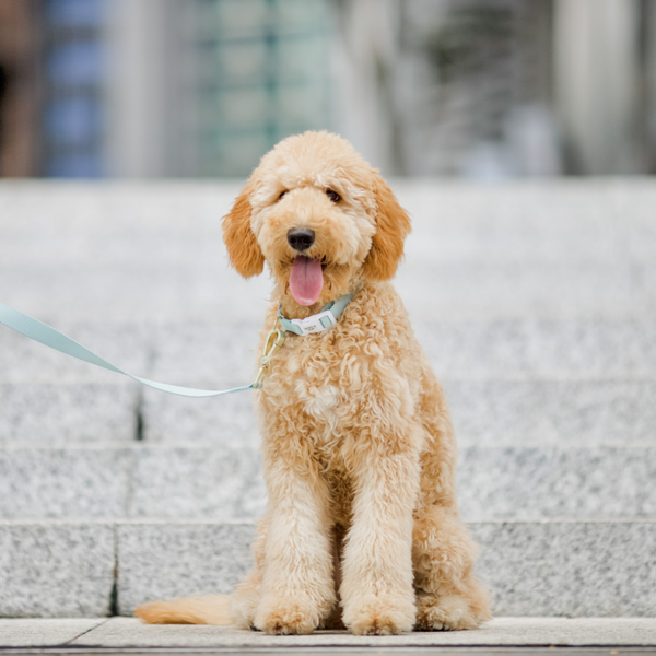 gentle-pup-leash-lite-collection