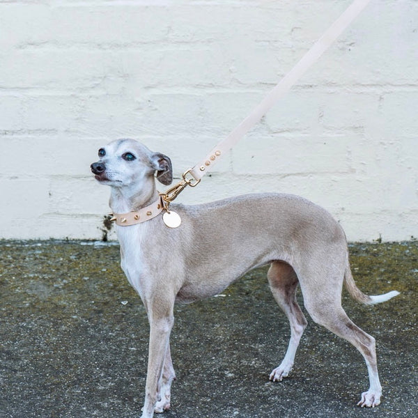 Smooth Spike Leather Collar and Leash set - Gold Tan